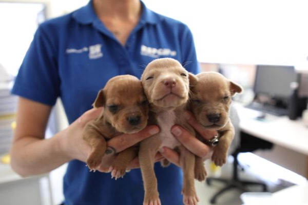 Nearly 2500 dogs and puppies come into our care every year!